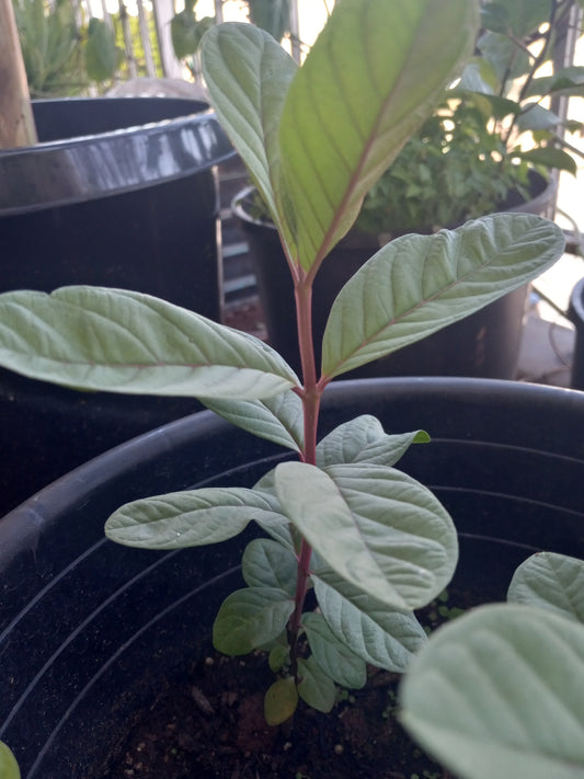 White Guava Tree from Hawaii