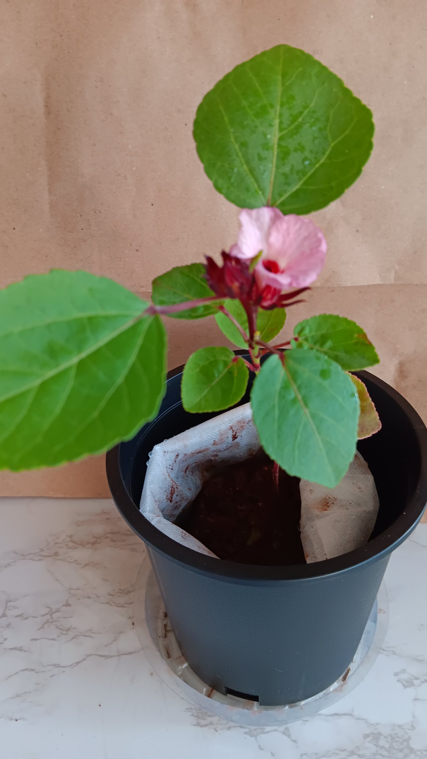 Hibiscus Flower Plant, 13 inches, Edible