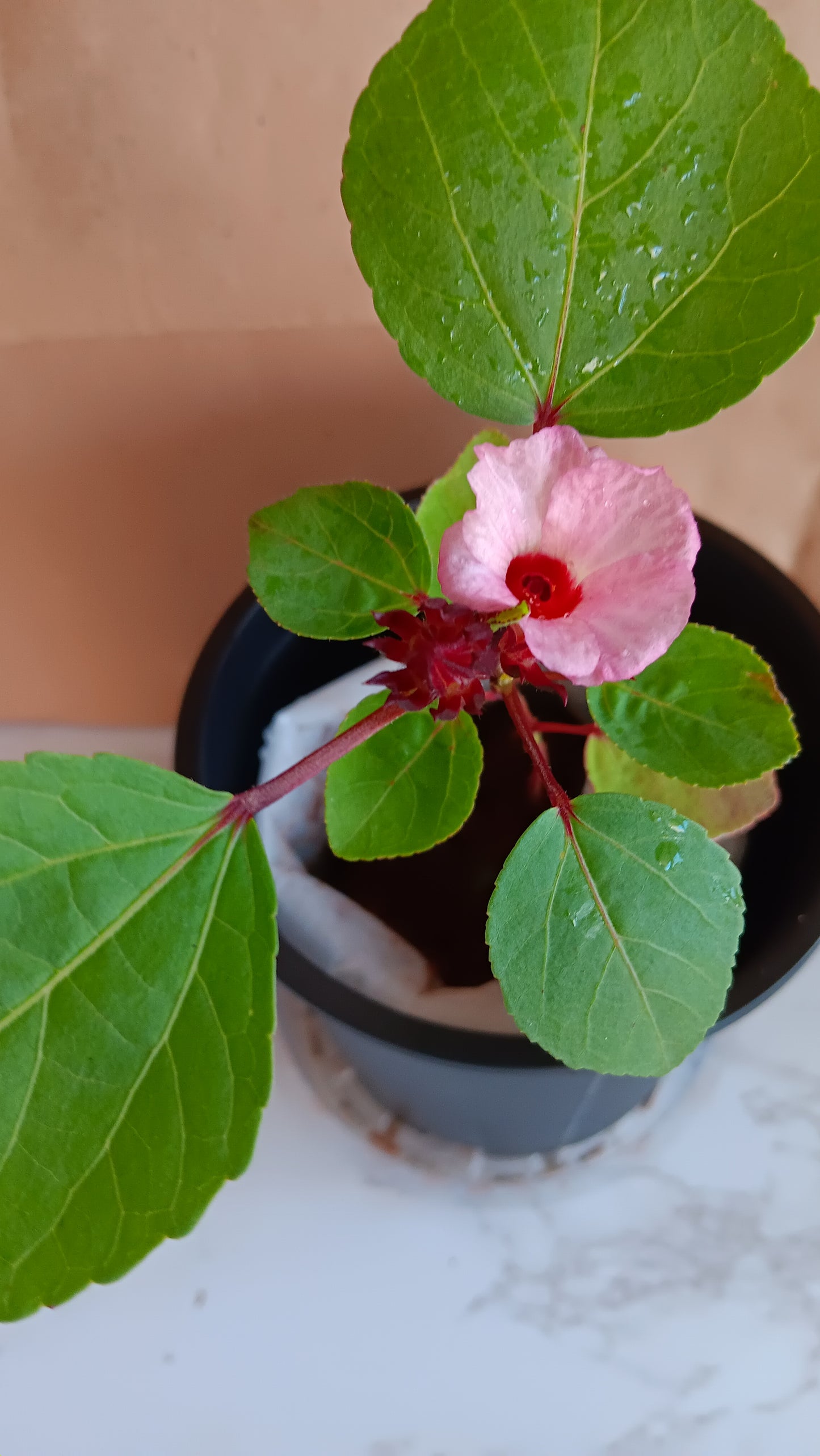 Hibiscus Flower Plant, 13 inches, Edible