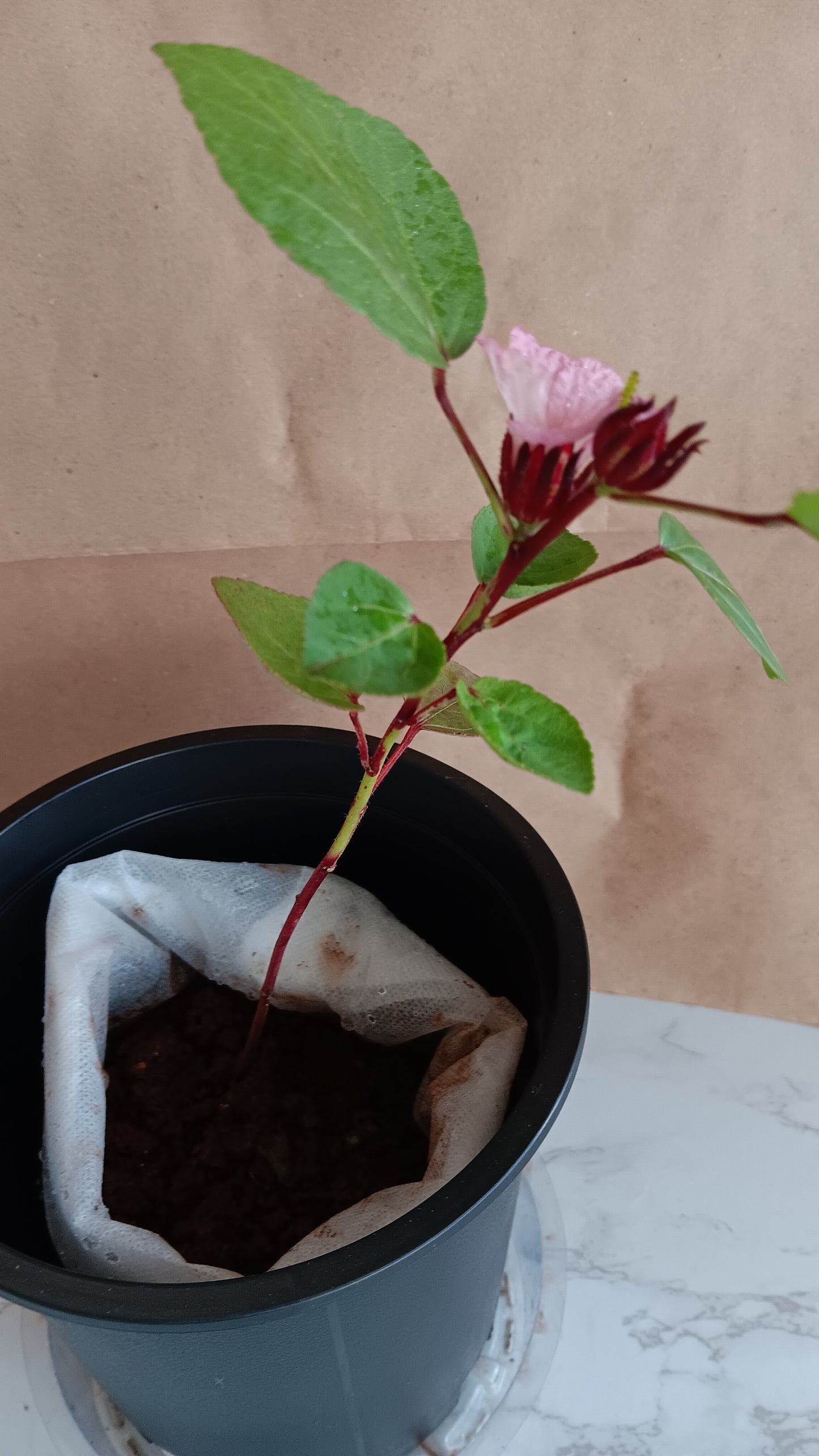 Hibiscus Flower Plant, 13 inches, Edible