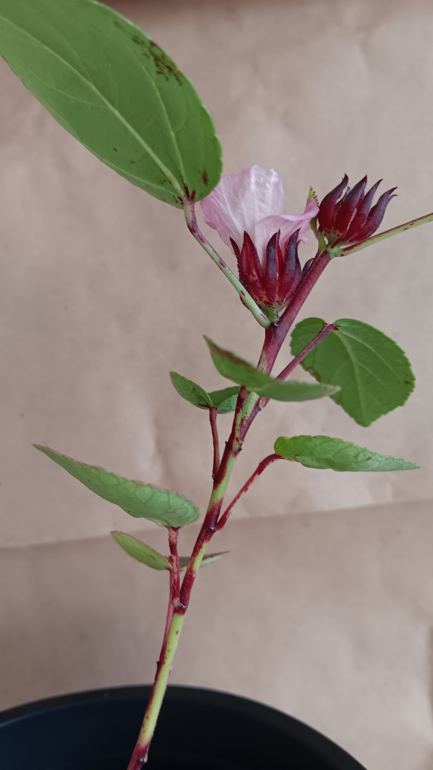 Hibiscus Flower Plant, 13 inches, Edible