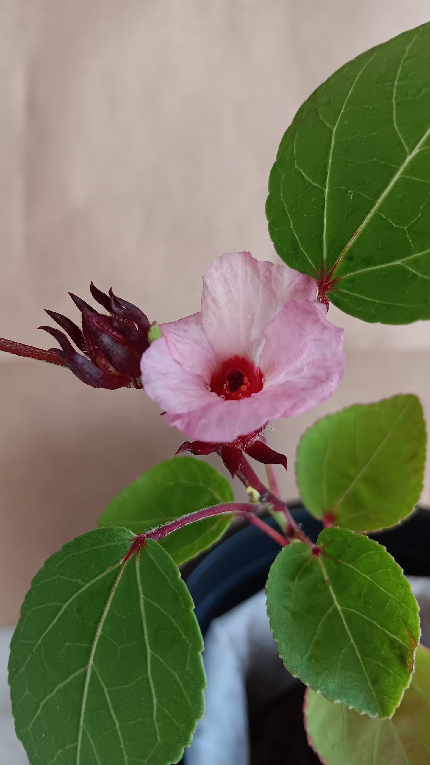 Hibiscus Flower Plant, 13 inches, Edible