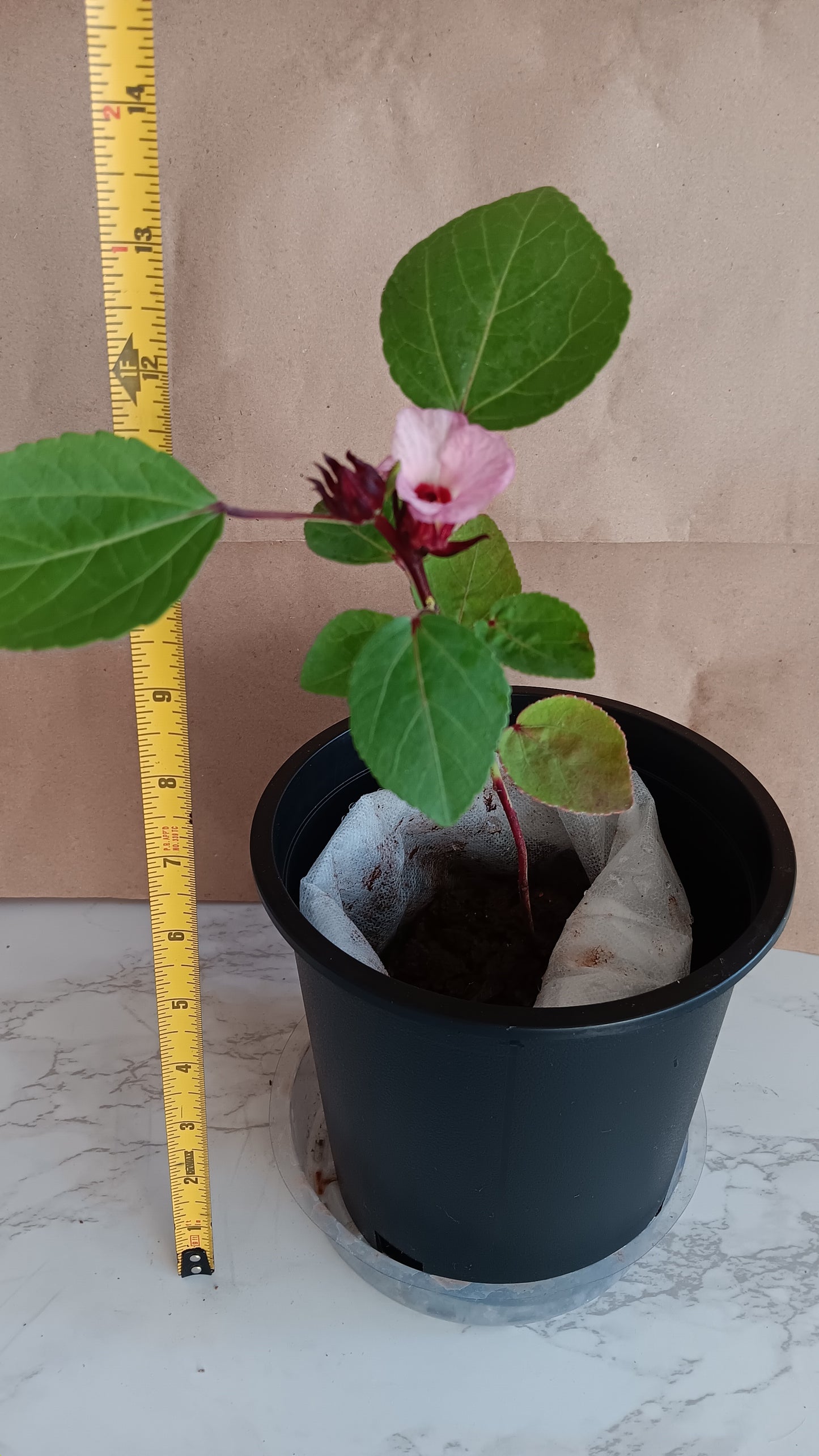 Hibiscus Flower Plant, 13 inches, Edible