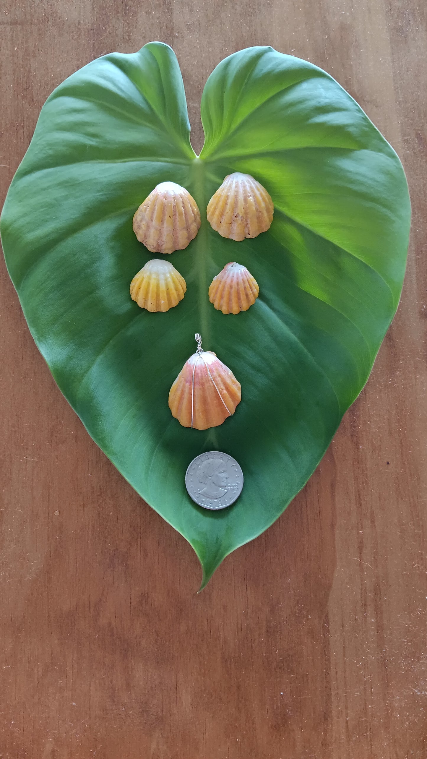 Hawaiian Sunrise Shells, Jewelry Making (5), Collection