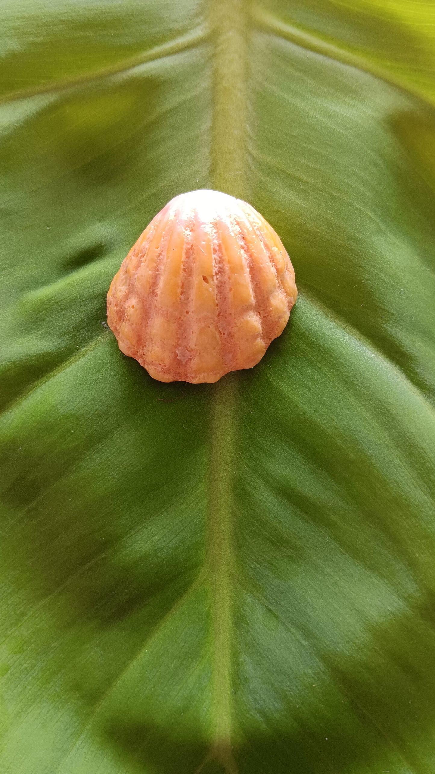 Hawaiian Sunrise Shells, Jewelry Making (5), Collection