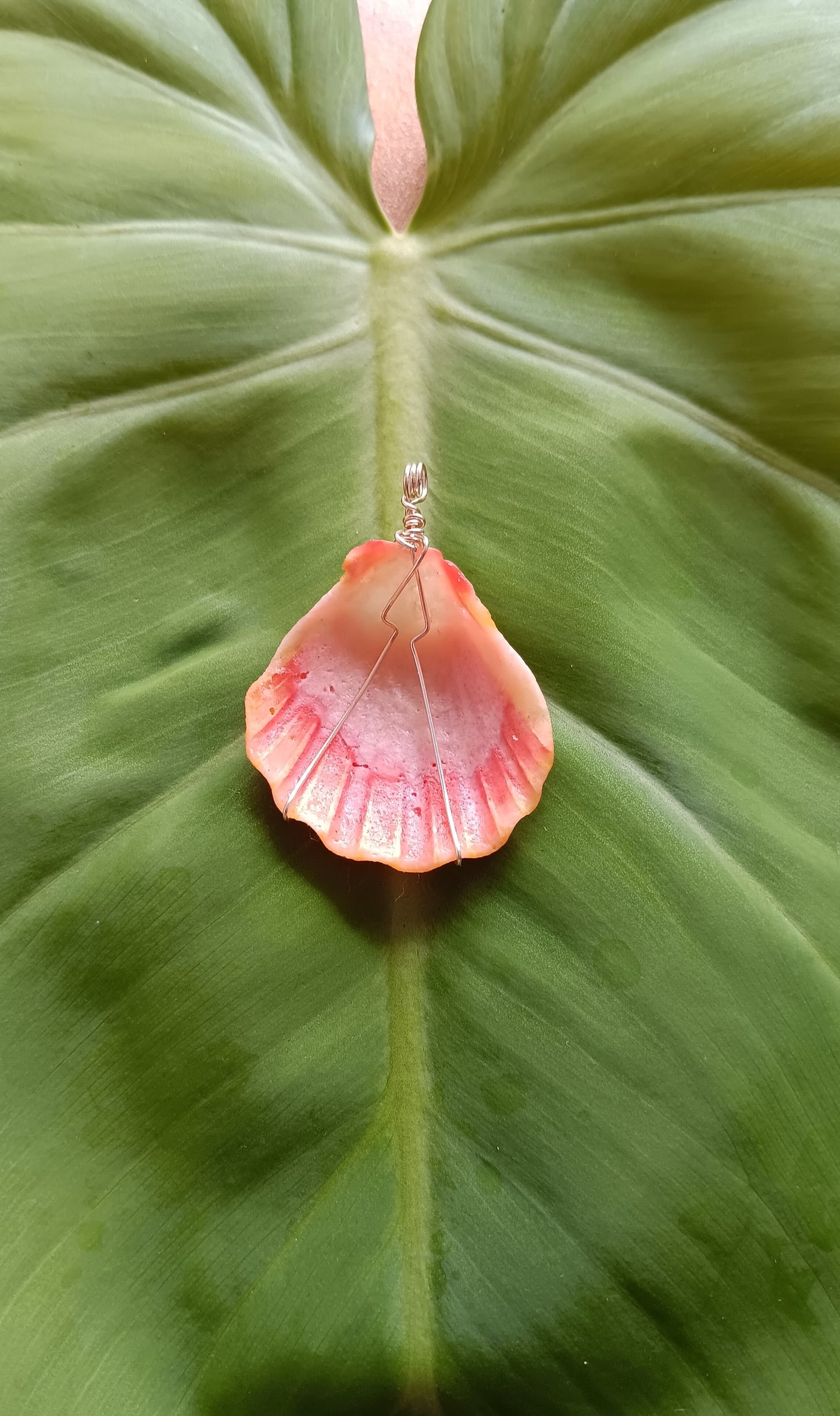 Hawaiian Sunrise Shells, Jewelry Making (5), Collection