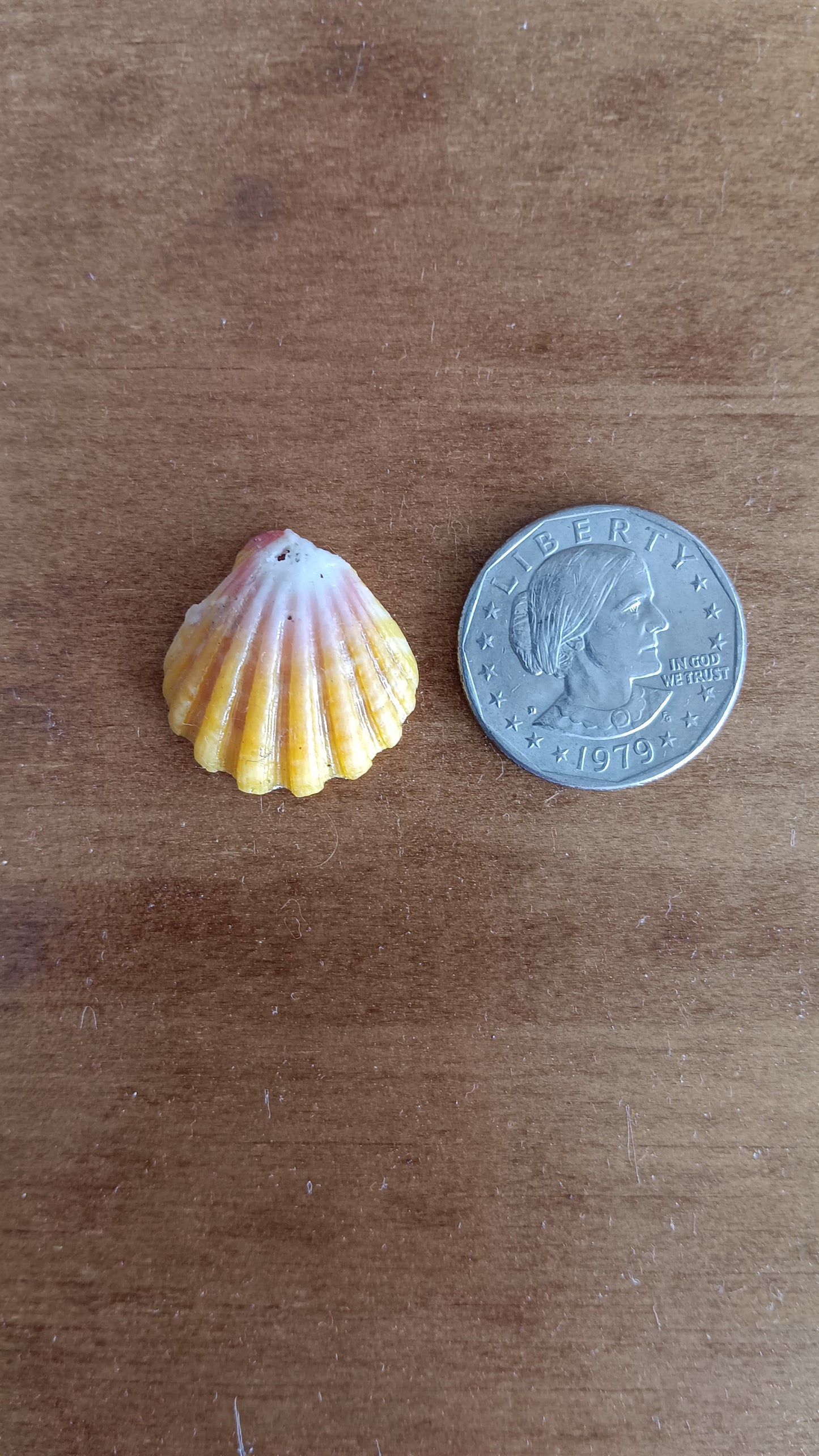 Hawaiian Sunrise Shells, Jewelry Making (5), Collection