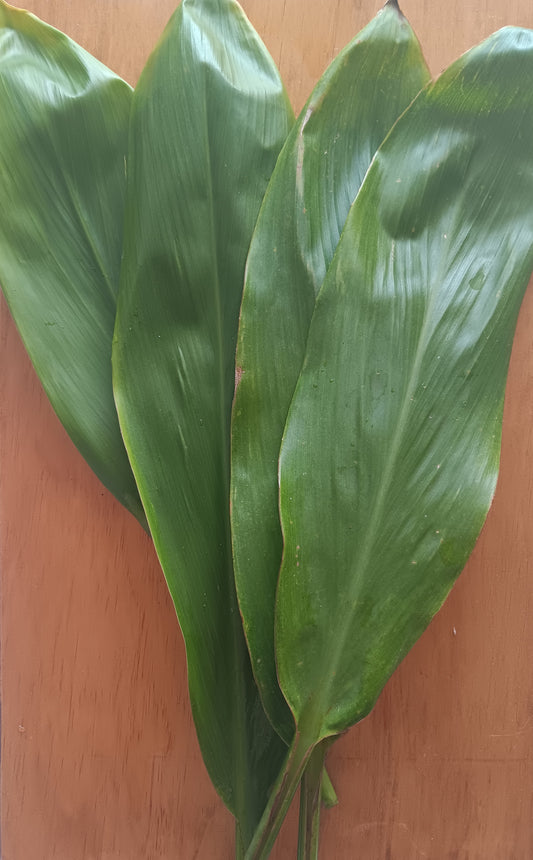 Ti leaf ( 4, green, Cordyline terminalis)