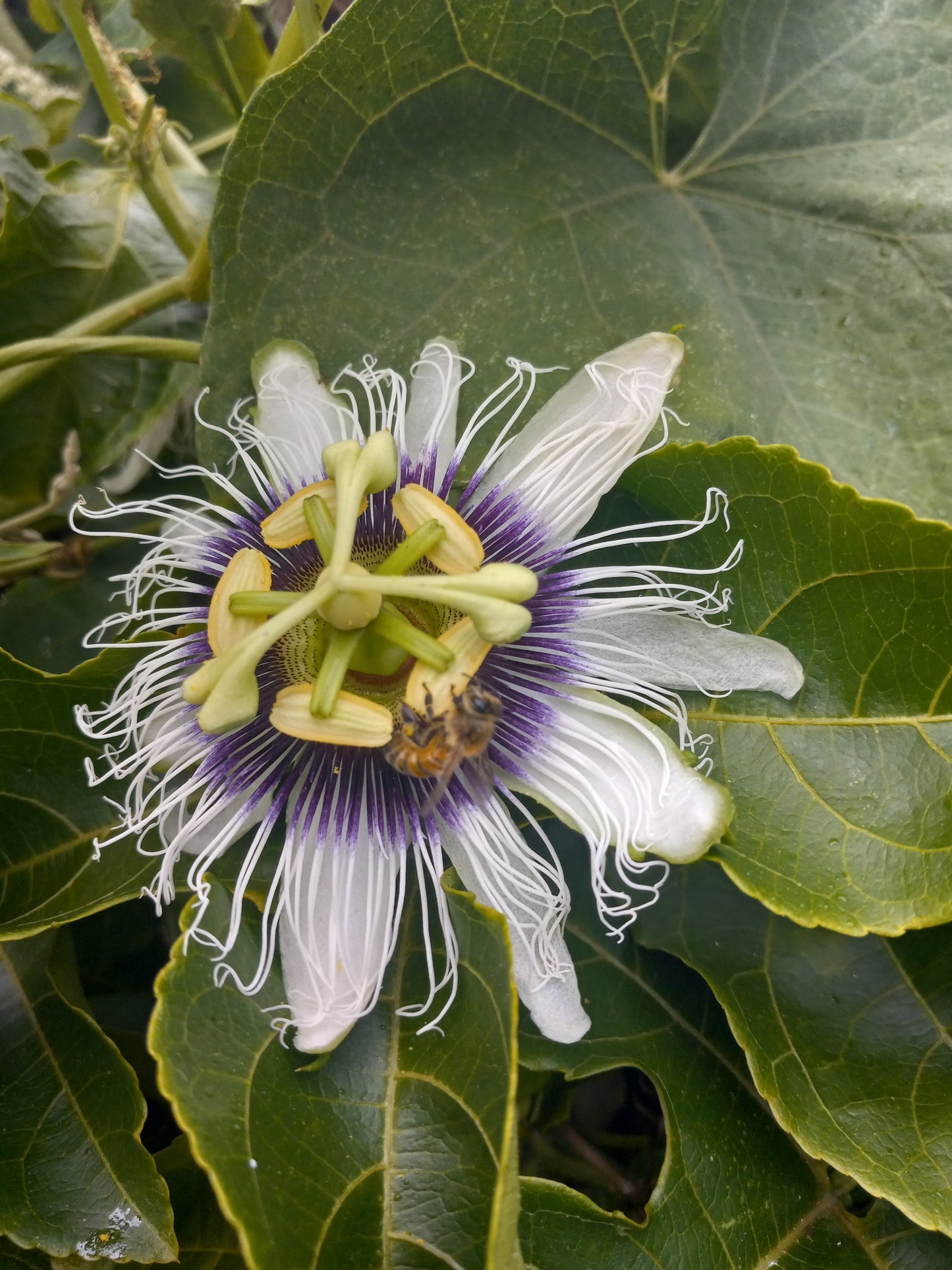 Passion Fruit, Starter Vine, Lilkoi, Hawaiian grown